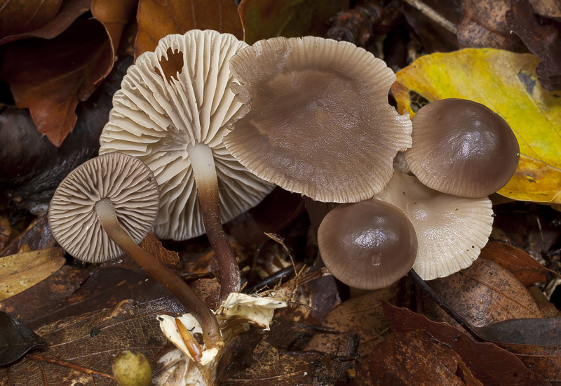 Marasmius wynnae